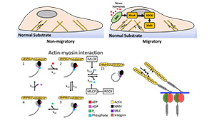 Infographic of actin-myosin interaction 