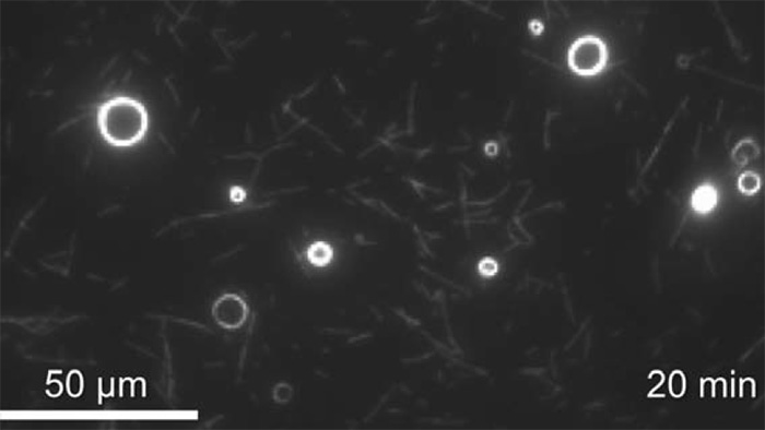 Image of the formation of highly strained nano-spools driven by molecular motors