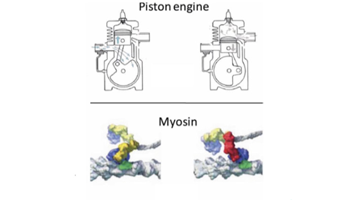 Image of piston engine and myosin